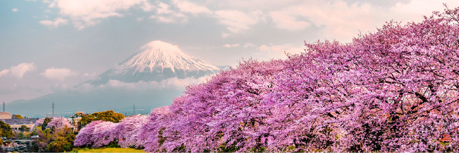 Search RB flights from Japan