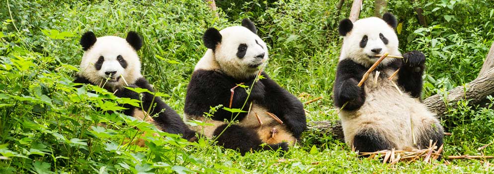 Compare Los Angeles to Chengdu (LAX - CTU) Deals