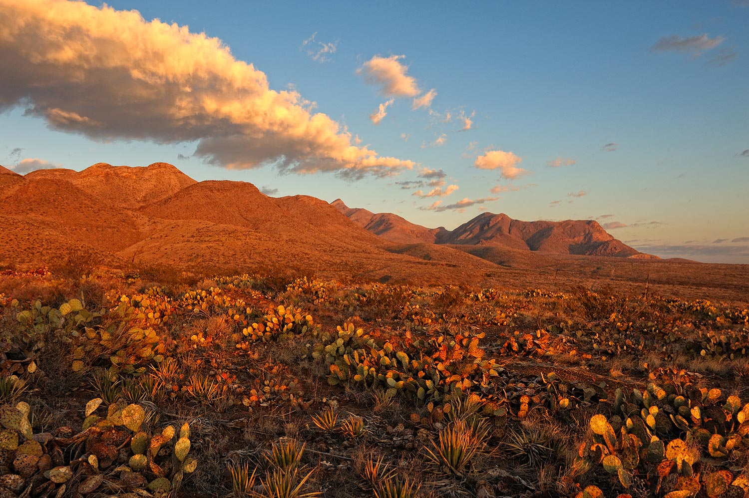 United Cheap Flights to El Paso from 163 United Airlines