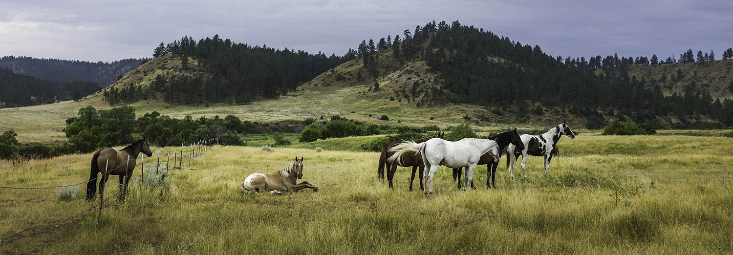 Horses in the prairie on an overcast day in Billings