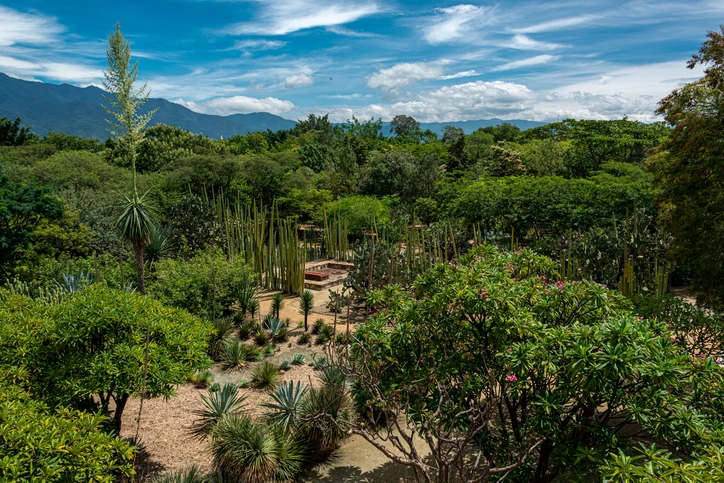 Jardín etnobotánico de Oaxaca.
